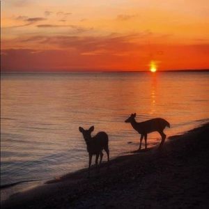 Meet your Posher, Linz